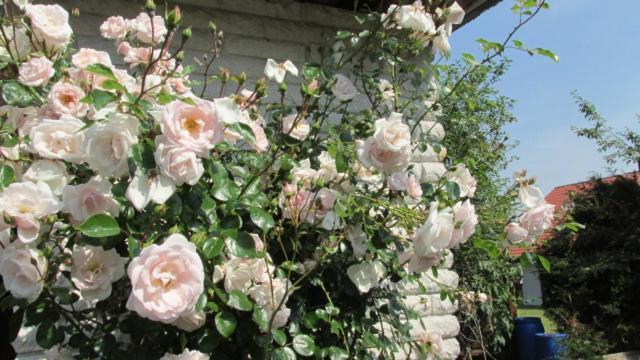 Pension Roseneck Wolfshagen  外观 照片